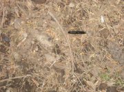 6.24-25.06 Memaloose Lake 011 